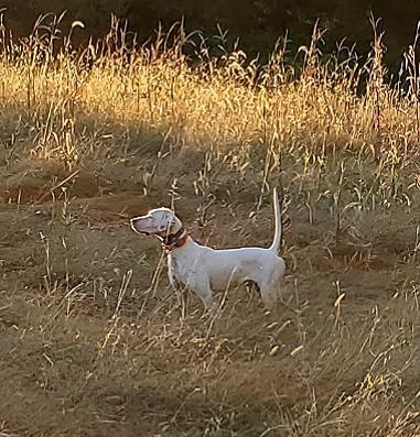 English Pointer