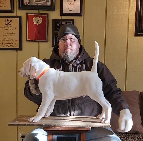 POINTER PUP MULTI ALL AGE CHAMPION PEDIGREE English Pointer