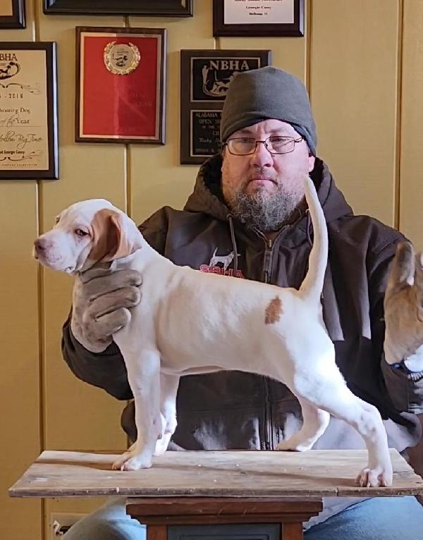 POINTER PUP MULTI ALL-AGE CH PEDIGREE English Pointer