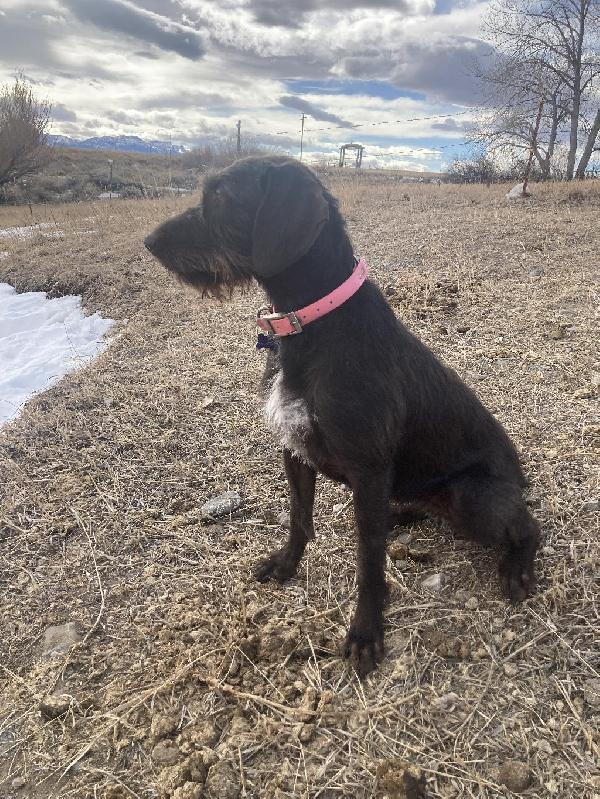 GERMAN WIREHAIR POINTER PUPPIES