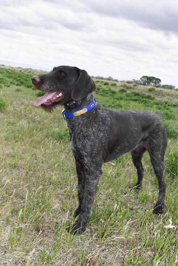 GERMAN WIREHAIR POINTER PUPPIES German Wirehaired Pointer