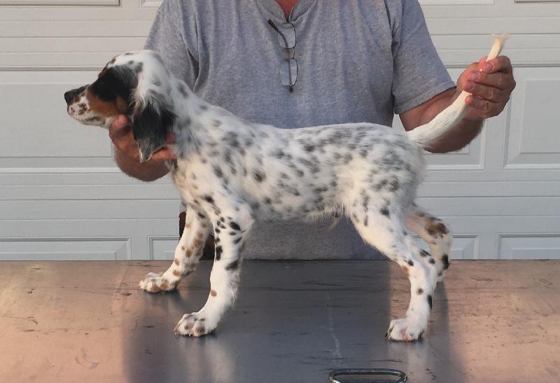 FDSB LLEWELLIN SETTER PUPPIES