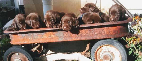 BIG J RETRIEVERS CHOCOLATE LABRADOR PUPS