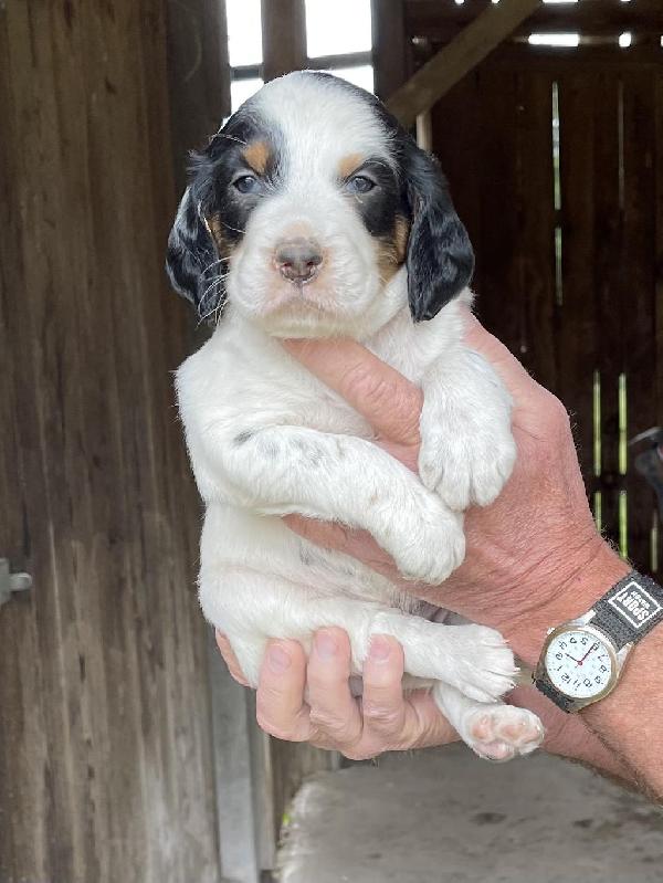 English Setter For Sale