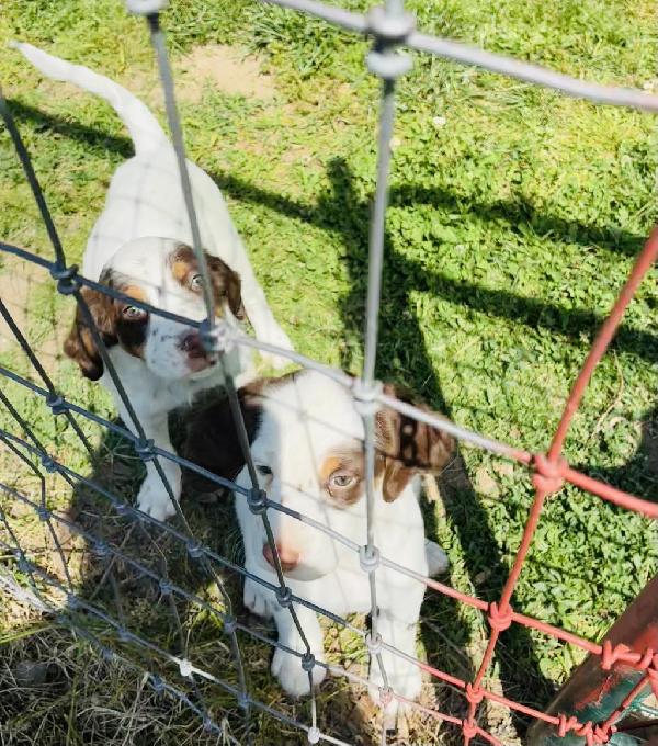 English Setter