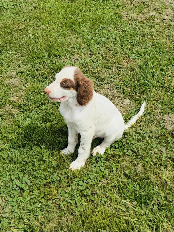 English Setter