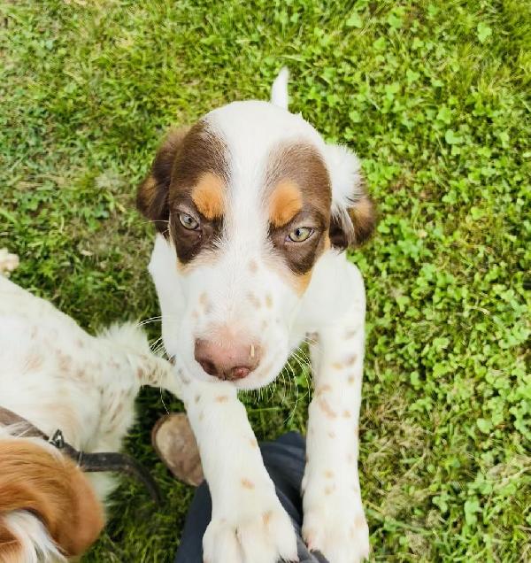 English Setter