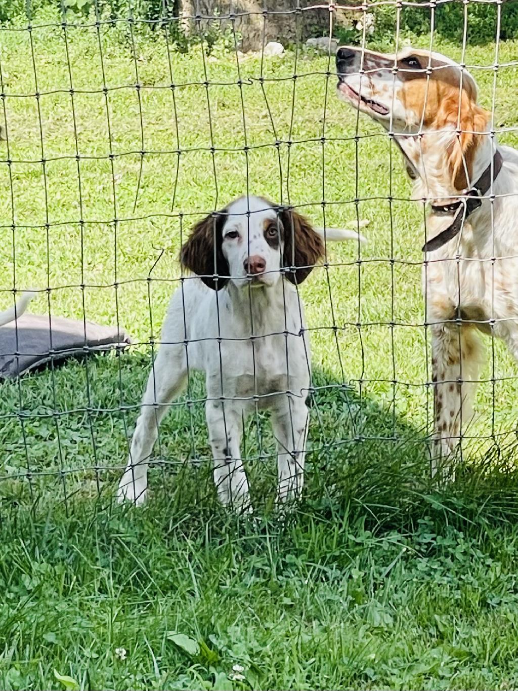 ENGLISH SETTER PUPPIES FOR SALE English Setter