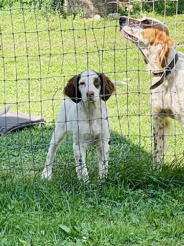 ENGLISH SETTER PUPPIES FOR SALE English Setter