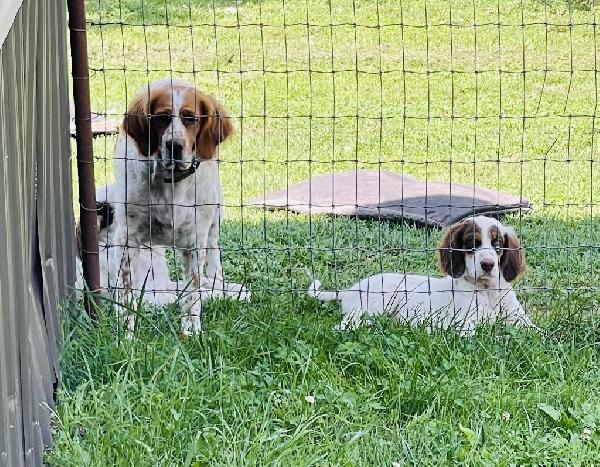 ENGLISH SETTER PUPPIES FOR SALE English Setter