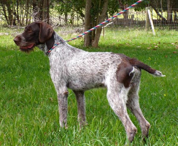 German Wirehaired Pointer