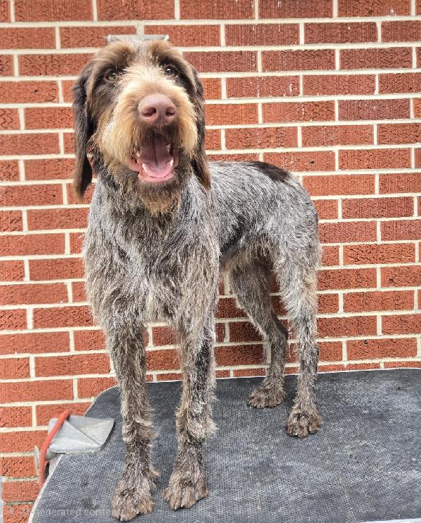 German Wirehaired Pointer