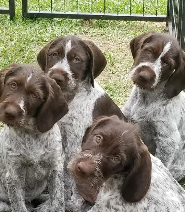 View German Wirehaired Pointer Puppies Oregon Images