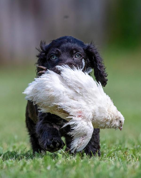 BOYKIN SPANIEL PUPPIES AVAILABLE Boykin Spaniels
