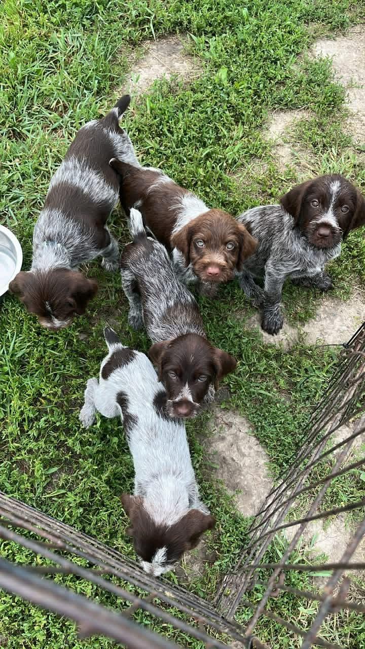 WPG PUPPIES IN IOWA Wirehaired Pointing Griffon