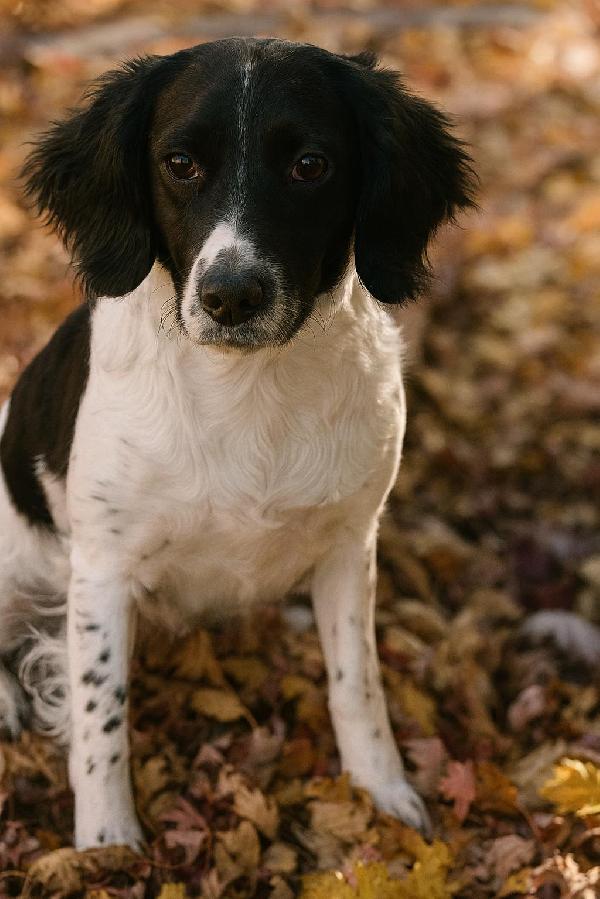 English Springer Spaniel