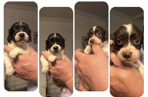 English Springer Spaniel