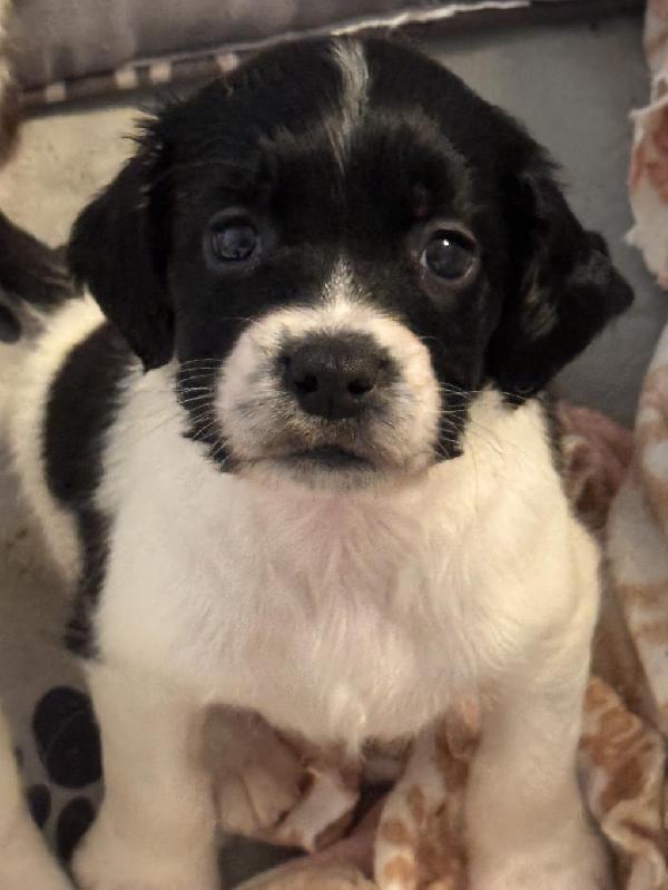 FIELD BRED ENGLISH SPRINGER SPAINELS English Springer Spaniel