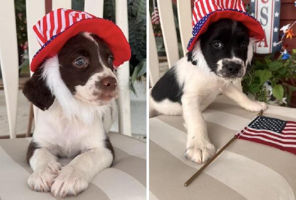 English Springer Spaniel