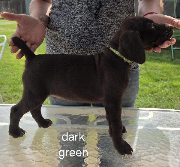 German Shorthaired Pointer