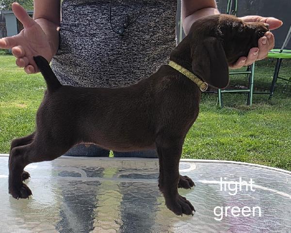German Shorthaired Pointer