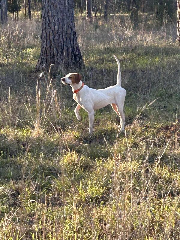 ELHEW MALE English Pointer
