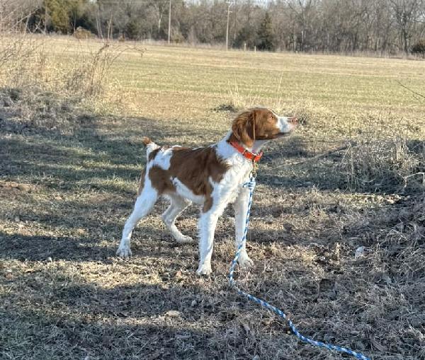 American Brittany