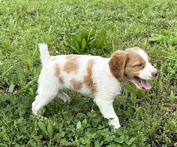 American Brittany