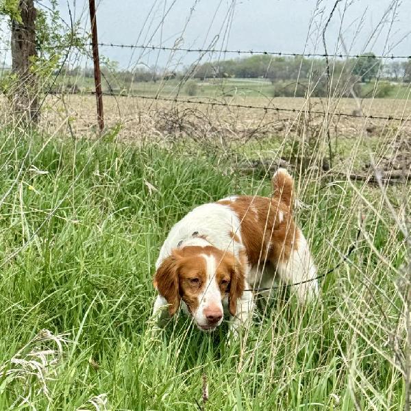 American Brittany