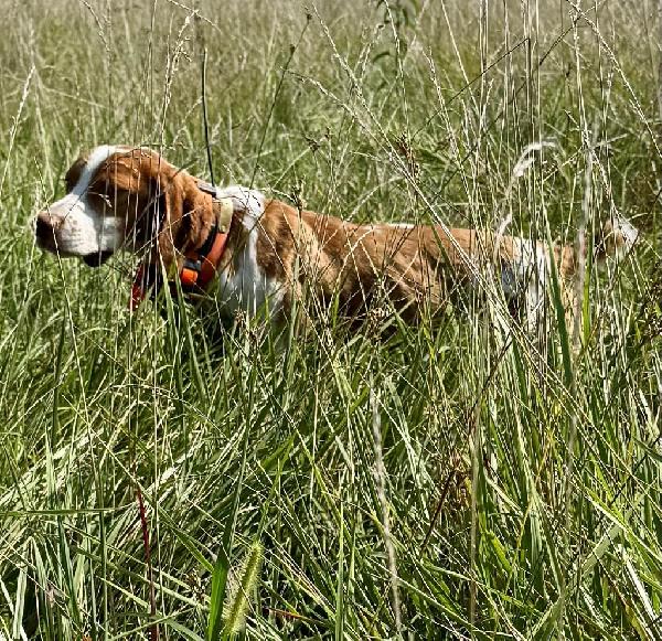 American Brittany