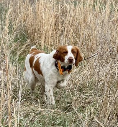 American Brittany