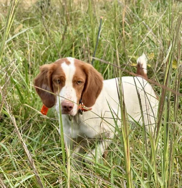 American Brittany