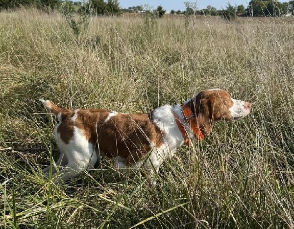 American Brittany