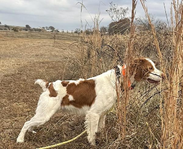 MAC American Brittany
