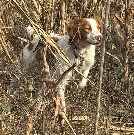 MAC American Brittany