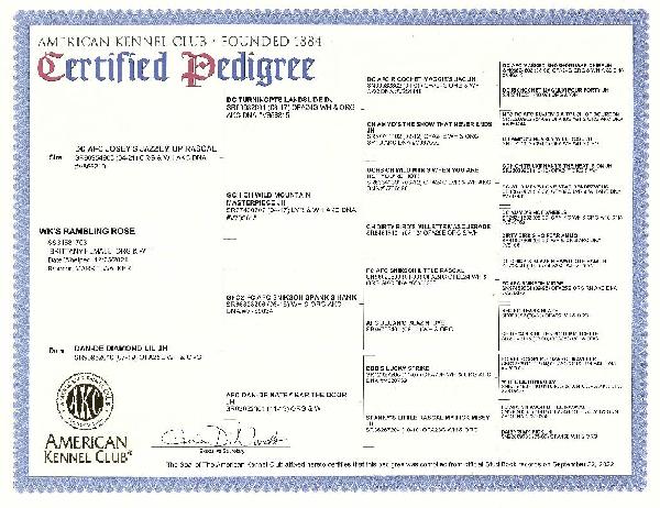 AMERICAN BRITTANY PUPS