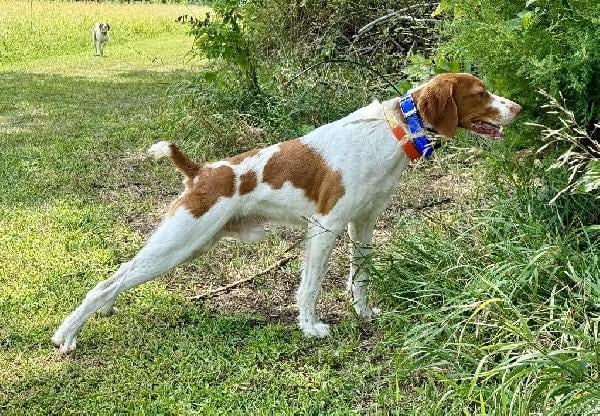 American Brittany