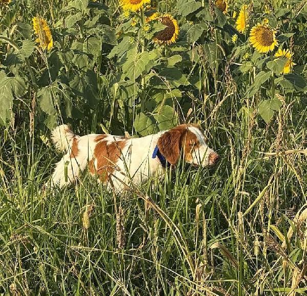 American Brittany