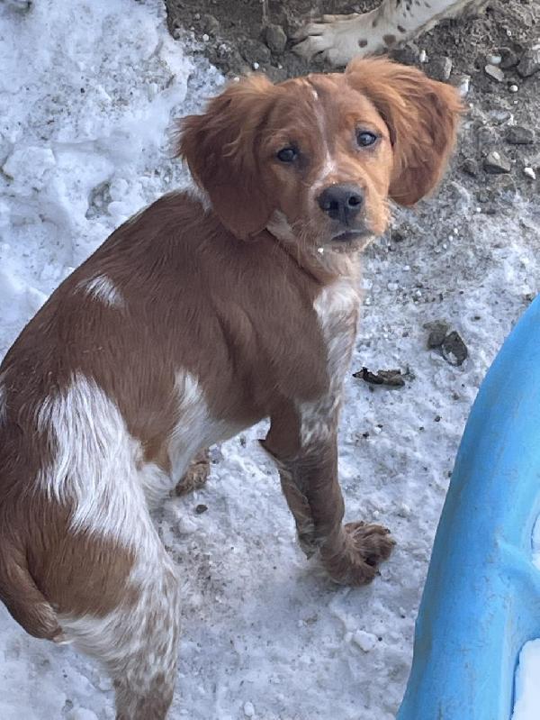 HAPPY TAILS FARM French Brittany