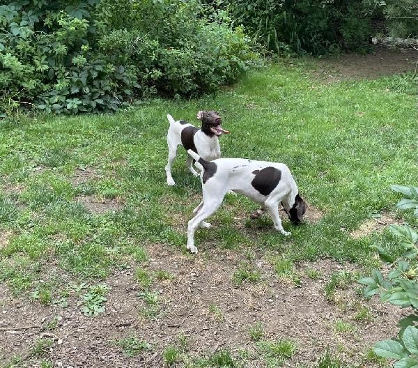 German Shorthaired Pointer