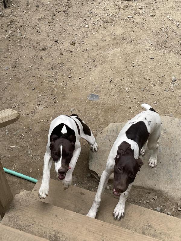 German Shorthaired Pointer