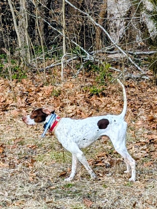 GUARD RAIL MALE English Pointer