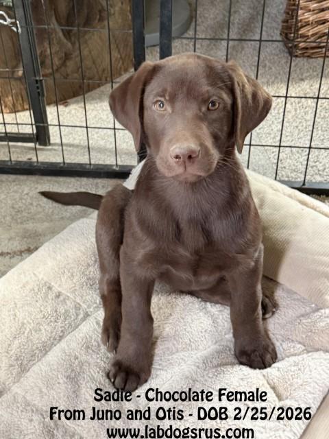 Labrador Retriever