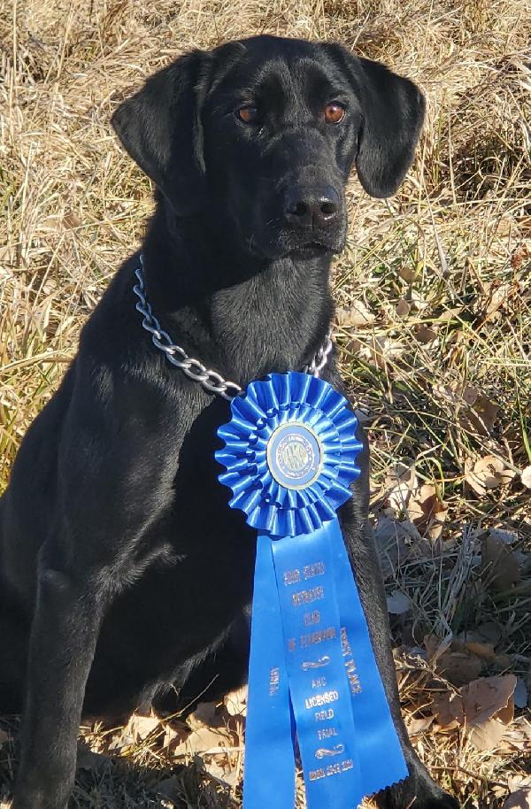 Labrador Retriever