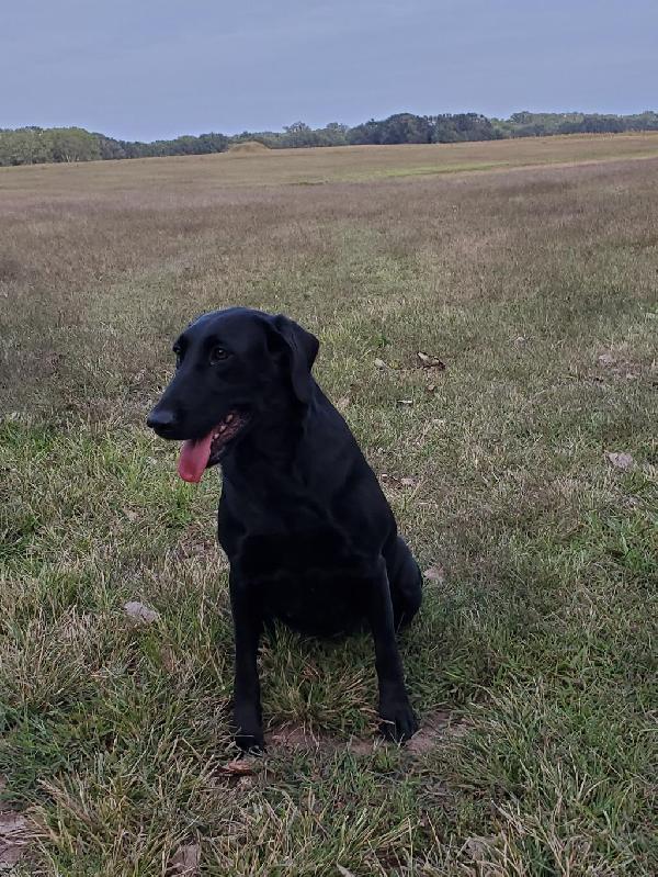 Labrador Retriever