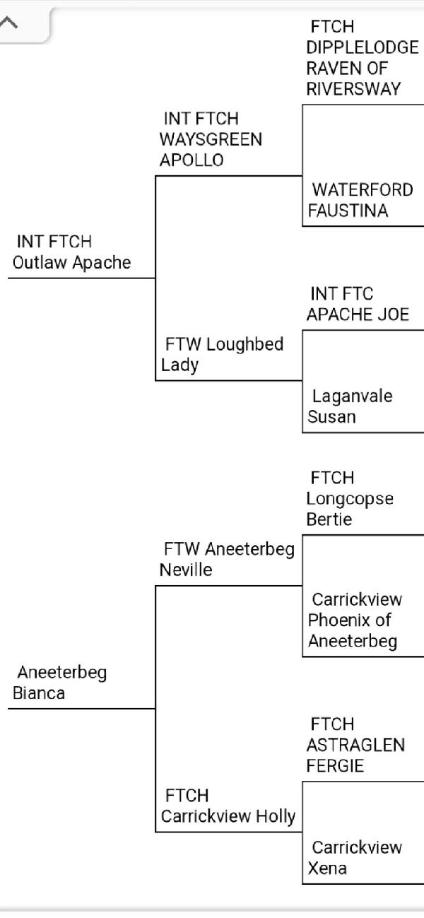 BRITISH BLOODLINE PUPPIES