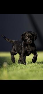 CHAMPION BRITISH BLOODLINES