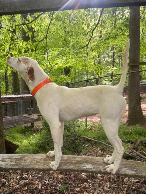 English Pointer