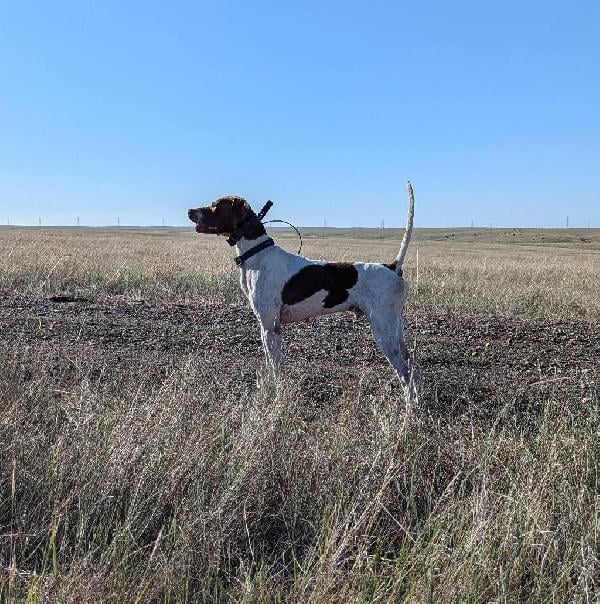 KATES KENNEL WINTER LITTER English Pointer