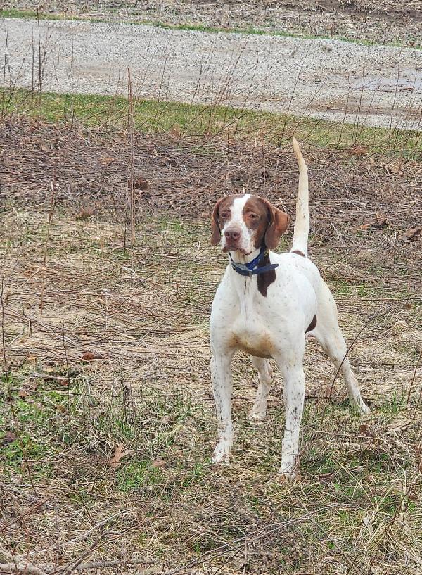 English Pointer